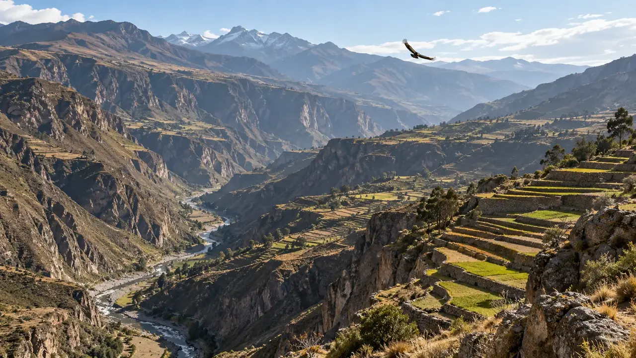 Canyon profond aux versants couverts de terrasses agricoles, rivière au fond et condor en vol
