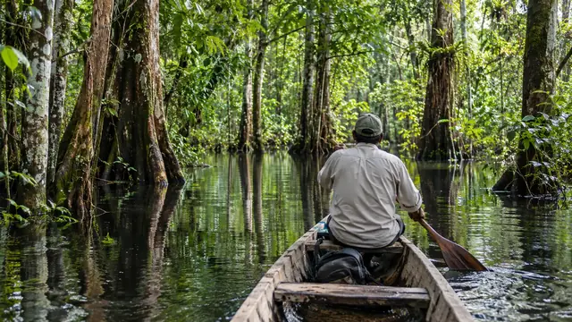 Un homme pagaie dans une pirogue en bois entre les troncs d’une forêt inondée